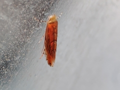 Phyllonorycter endryella