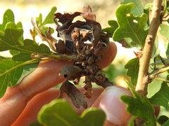 Neuroterus varians