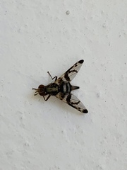 Pseudodyscrasis scutellaris