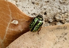 Calligrapha pantherina