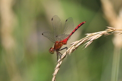 Sympetrum