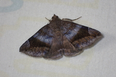 Buzara