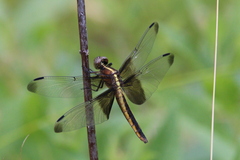 Libellula luctuosa