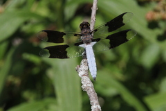 Plathemis lydia