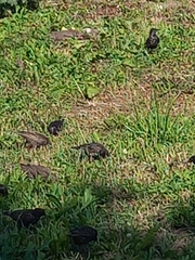 Sturnus vulgaris