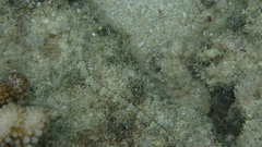 Corythoichthys intestinalis