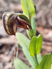Pterostylis arbuscula