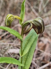 Pterostylis arbuscula