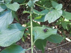 Austrovelinus varius