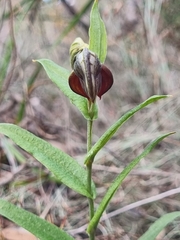 Pterostylis arbuscula