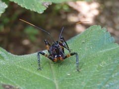 Austrovelinus varius