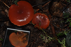 Cortinarius erythraeus