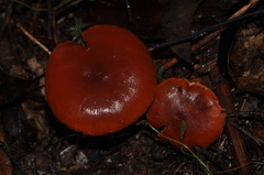 Cortinarius erythraeus