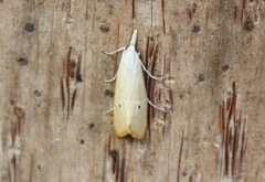 Scirpophaga incertulas