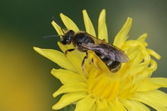 Lasioglossum