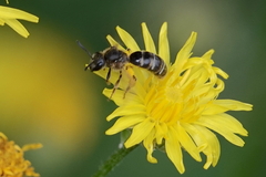 Lasioglossum