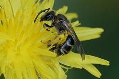 Lasioglossum