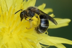Lasioglossum