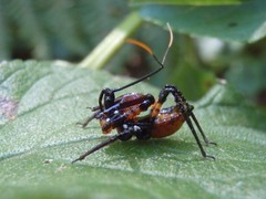 Austrovelinus varius