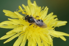 Lasioglossum