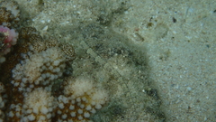 Corythoichthys intestinalis