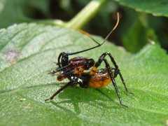 Austrovelinus varius