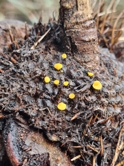 Phaeohelotium baileyanum