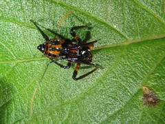 Austrovelinus varius