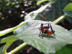 Austrovelinus varius