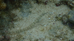 Corythoichthys intestinalis