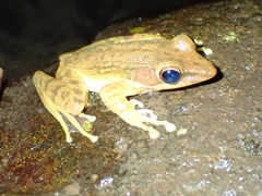 Chalcorana chalconota