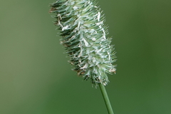 Phleum pratense