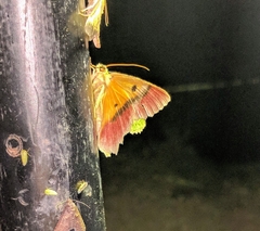 Herochroma urapteraria