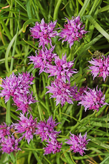 Allium geyeri