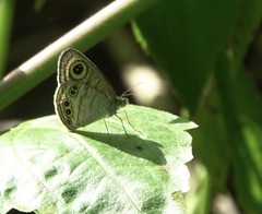 Ypthima stellera