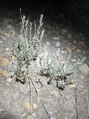 Evolvulus nuttallianus