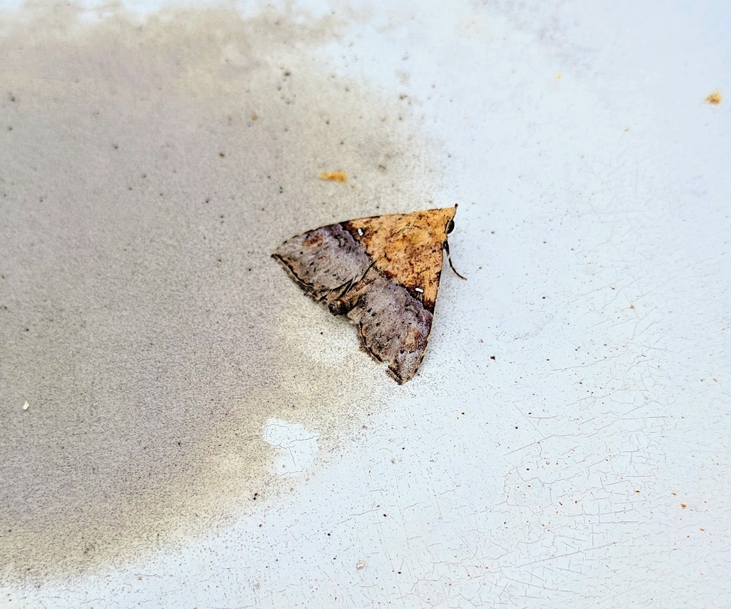 Acidon semiochrea from Hulu Tembeling, Pahang, Malaysia on February 12 ...