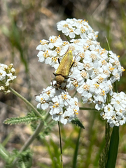 Lepturobosca