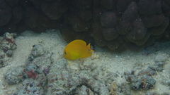 Ctenochaetus cyanocheilus