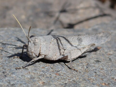 Oedipoda canariensis