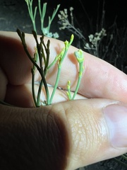 Eriogonum brevicaule brevicaule