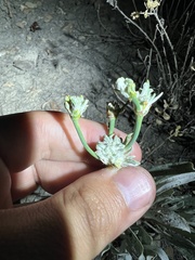 Eriogonum brevicaule brevicaule