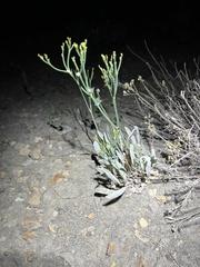 Eriogonum brevicaule brevicaule