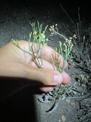 Eriogonum brevicaule brevicaule