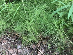 Equisetum pratense image