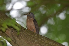 Cacomantis variolosus sepulcralis