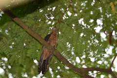 Cacomantis variolosus sepulcralis