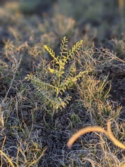 Sophora nuttalliana