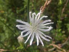 Cichorium intybus