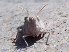 Oedipoda canariensis